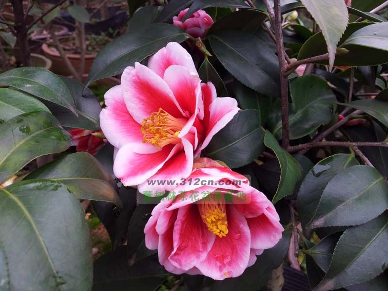 孔雀玉浦-树林花木-浙江金华董树林茶花盆景基地
